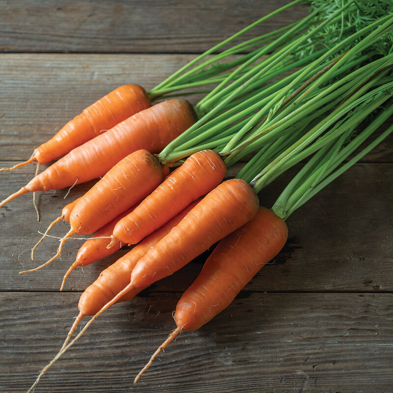 Shin Kuroda – Carrot Seed